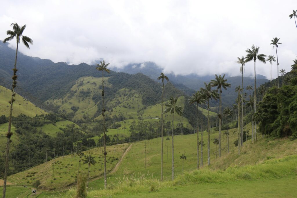 pexels-photo-13829249-13829249 Explore the stunning palm trees and mountain ranges in Cocora Valley, Colombia.